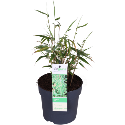 Fargesia rufa - Ø29cm - ↕80cm - Ø14 - ↨40cm