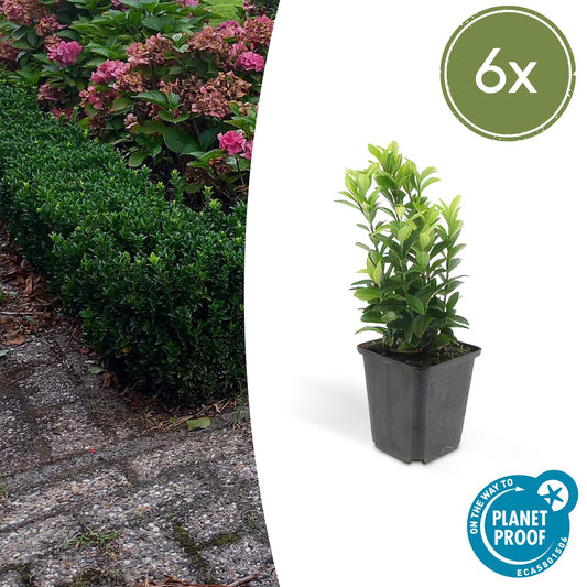 6x Euonymus jap. Green Spire - Buchsbaum-Alternative - ↕10-25cm - Ø9cm