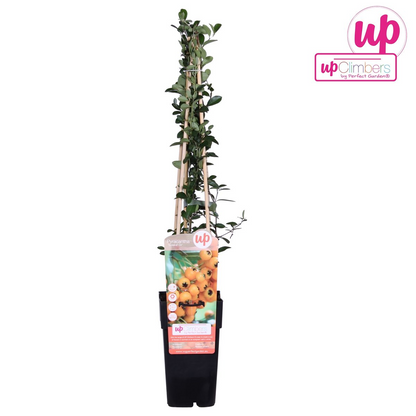 Feuerdorn - Pyracantha 'Soleil dOr' - Ø15cm - ↕65cm