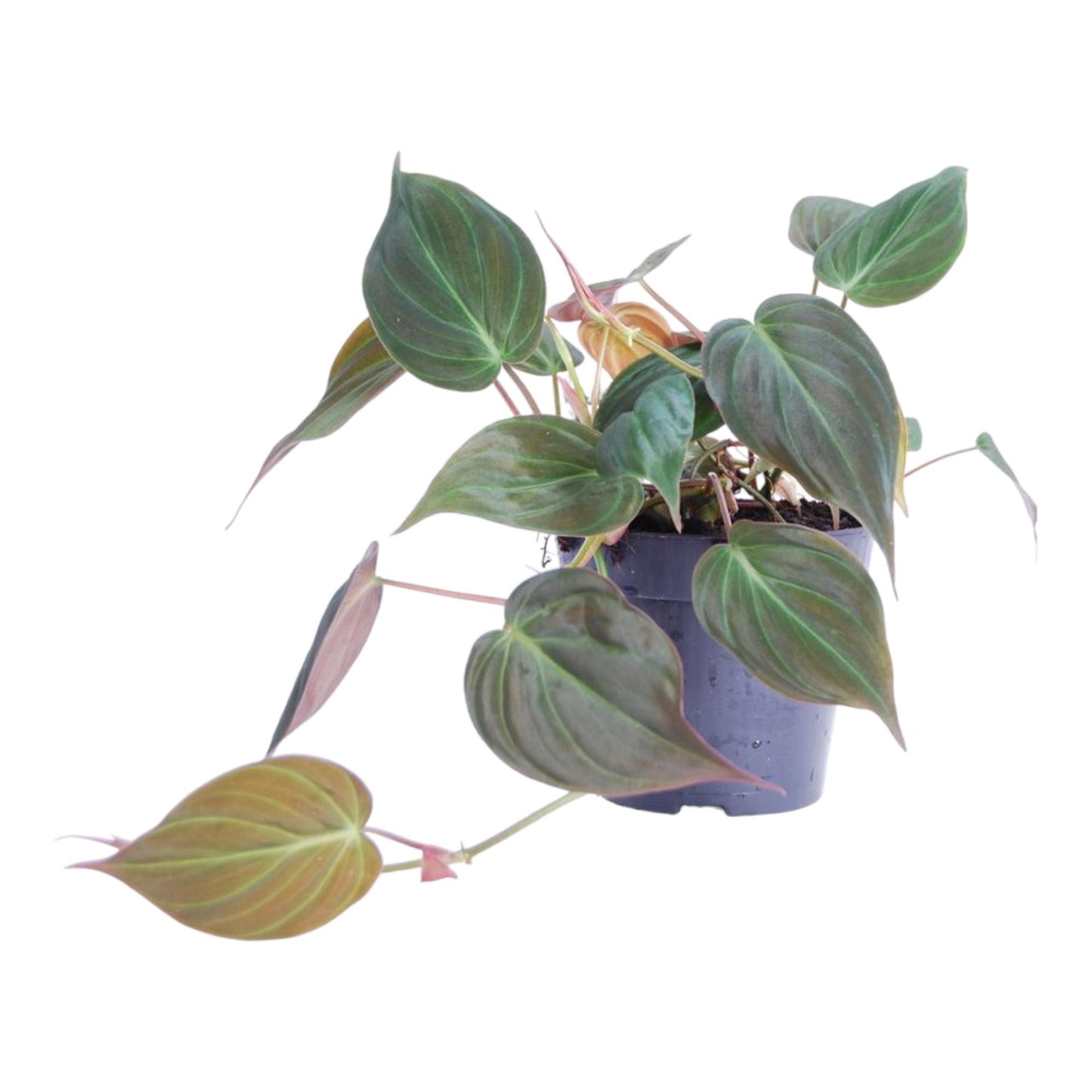 Dunkler Baumfreund - Philodendron scandens 'Micans' - 25 cm - ø12
