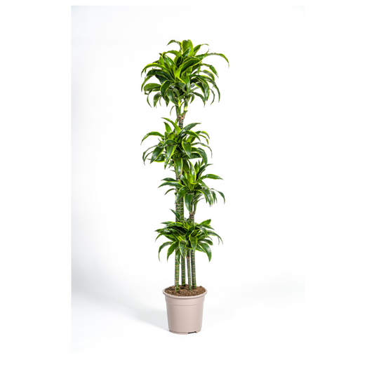 Drachenbaum - Dracaena Deremensis Dorado Ø27cm - ↕170 - 190cm
