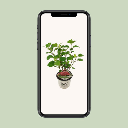 Endlose Hortensie - Hydrangea arbo. 'Pink Annabelle' - Ø19cm - ↕30cm