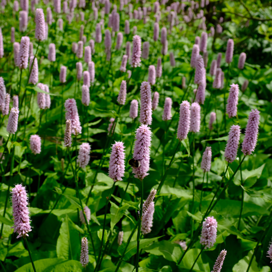 6x Knöterich - Persicaria aff. 'Superba' - ↕10-25cm - Ø9cm