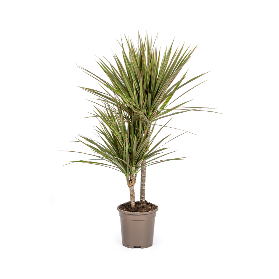 Drachenbaum - Dracaena Marginata Bicolor - Ø17cm - ↕50 - 70cm