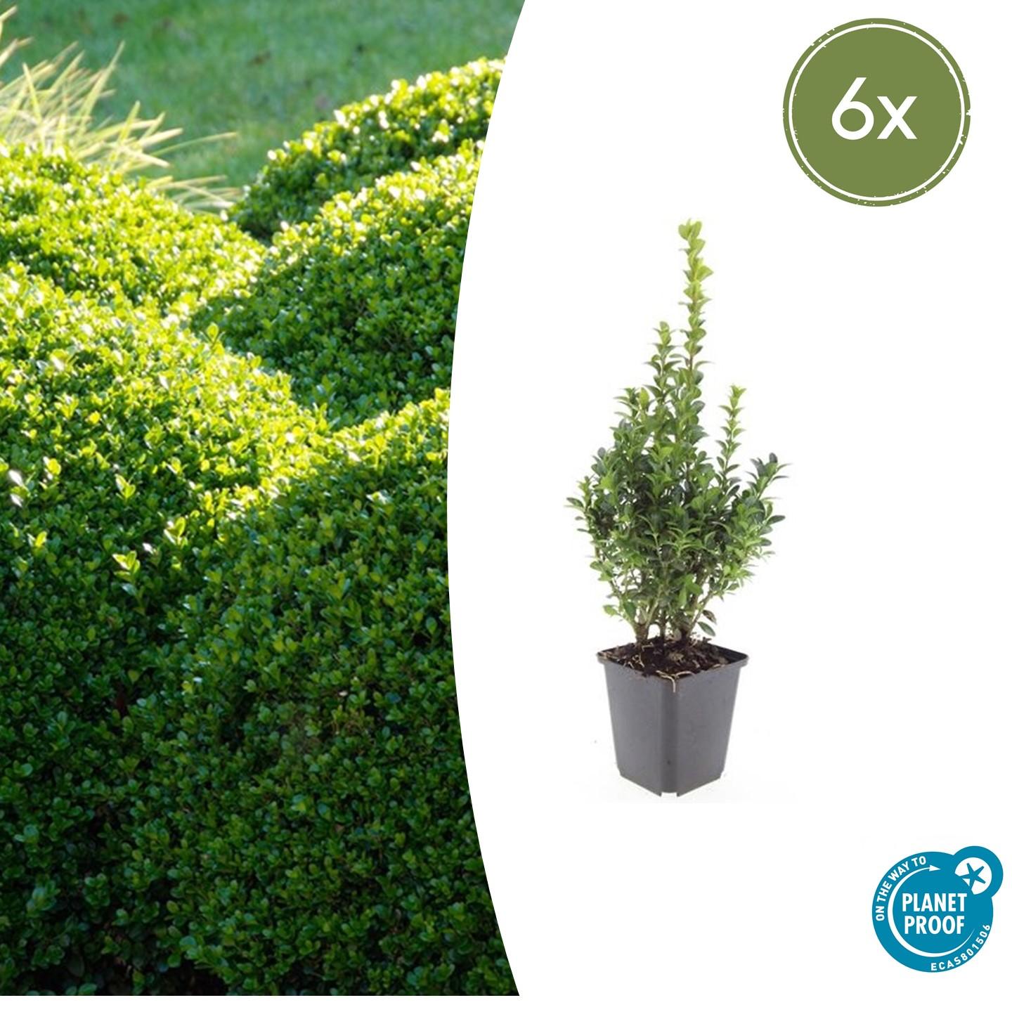 6x Buchsbaum - Buxus Sempervirens - ↕10-25cm - Ø9cm