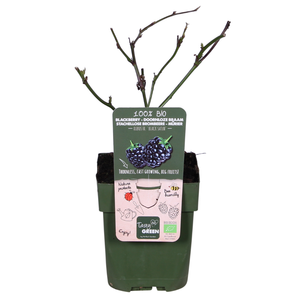 Rubus fruticosus 'Black Satin' - Dornenlose Brombeere - Ø13cm - ↕45cm