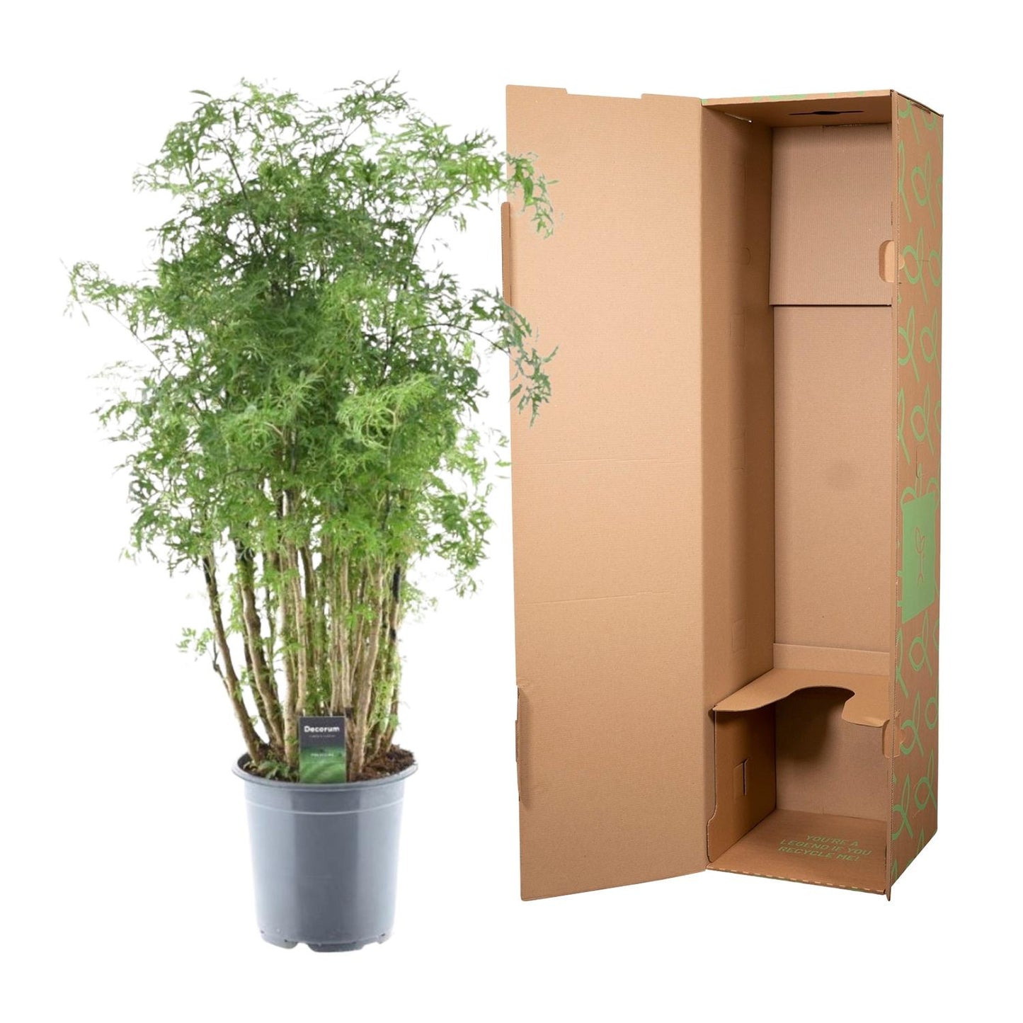 Fiederaralie - Polyscias Hawaiiana Ming - 100 cm - Ø24cm