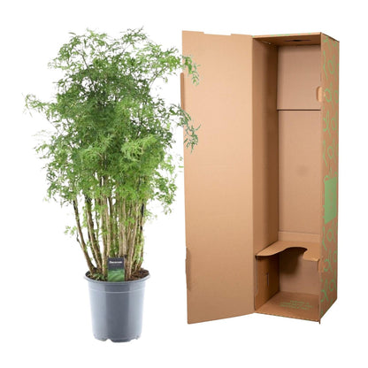 Fiederaralie - Polyscias Hawaiiana Ming - 100 cm - Ø24cm