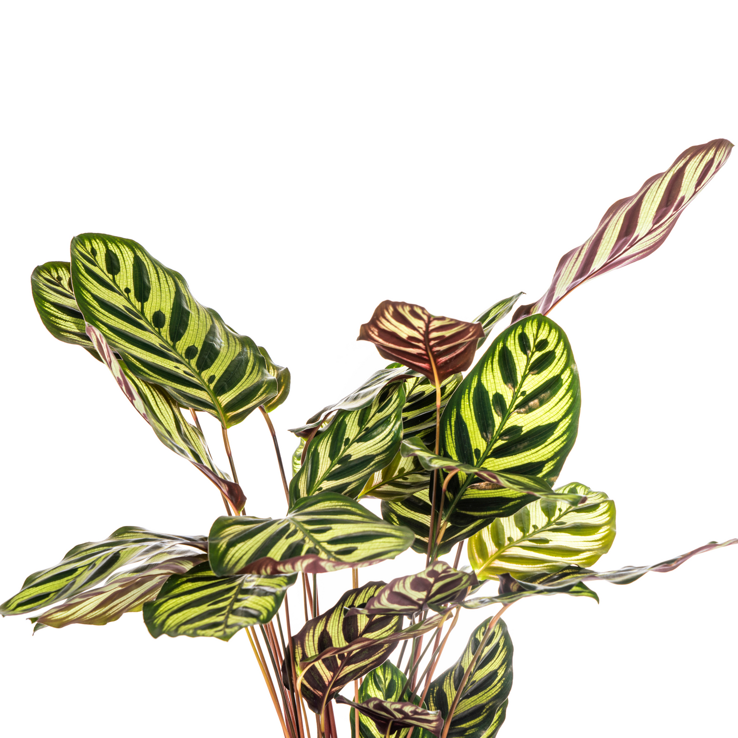 Korbmarante Pfauenpflanze - Calathea Makoyana Ø17cm - ↕40 - 50cm