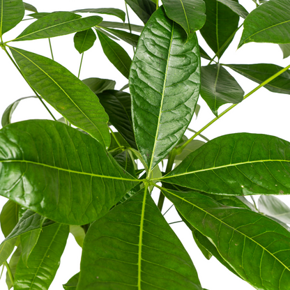 Pachira Aquatica Ø24cm - ↕120 - 140cm