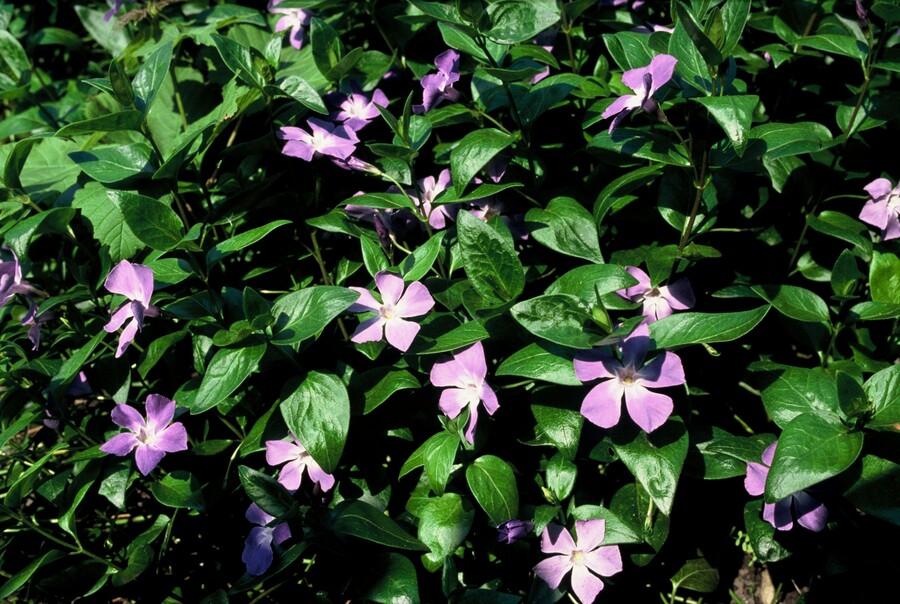 6x großes Immergrün - Vinca major - ↕10-25cm - Ø9cm
