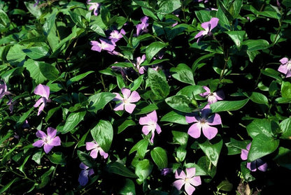 6x großes Immergrün - Vinca major - ↕10-25cm - Ø9cm