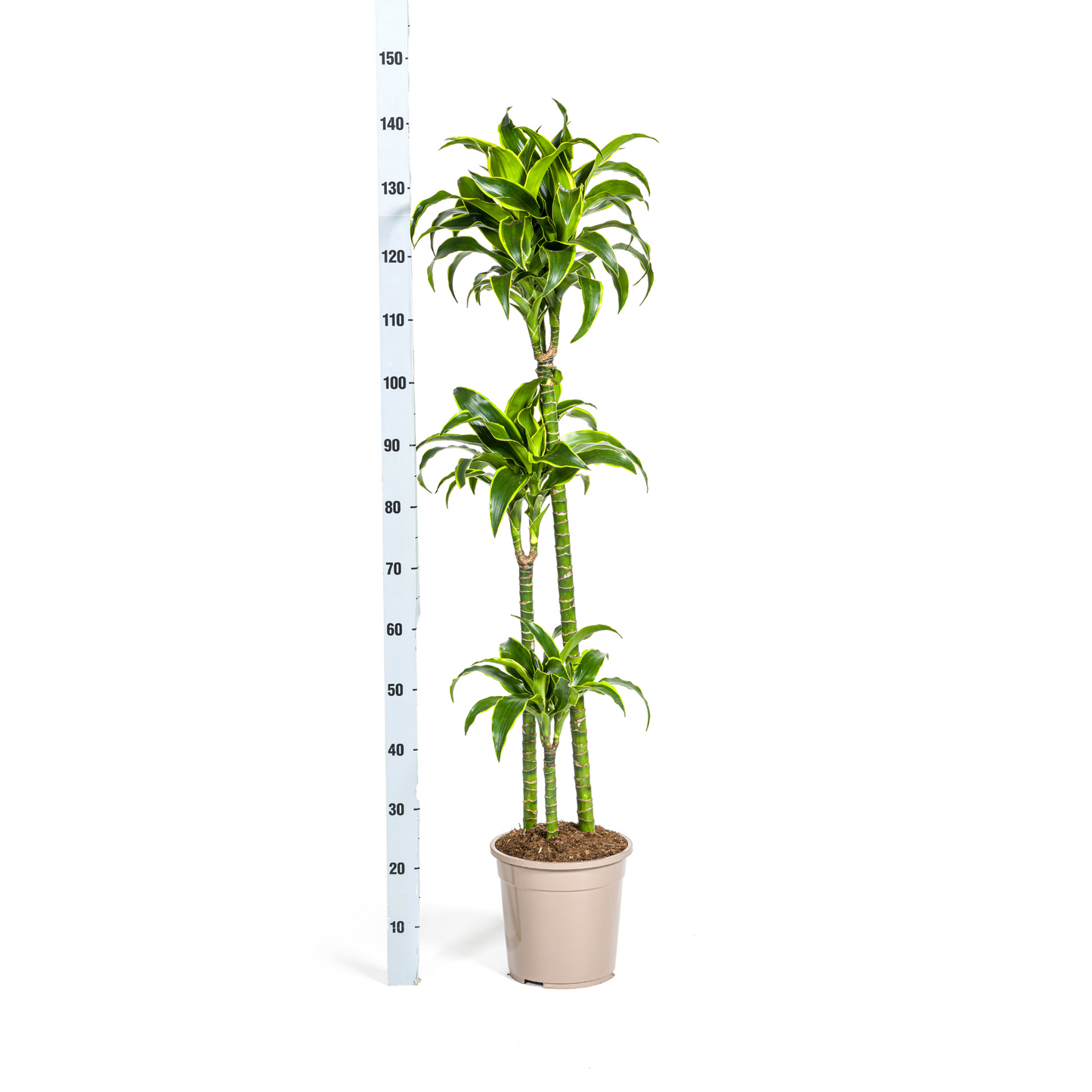 Drachenbaum - Dracaena Deremensis Dorado Ø24cm - ↕120 - 140cm