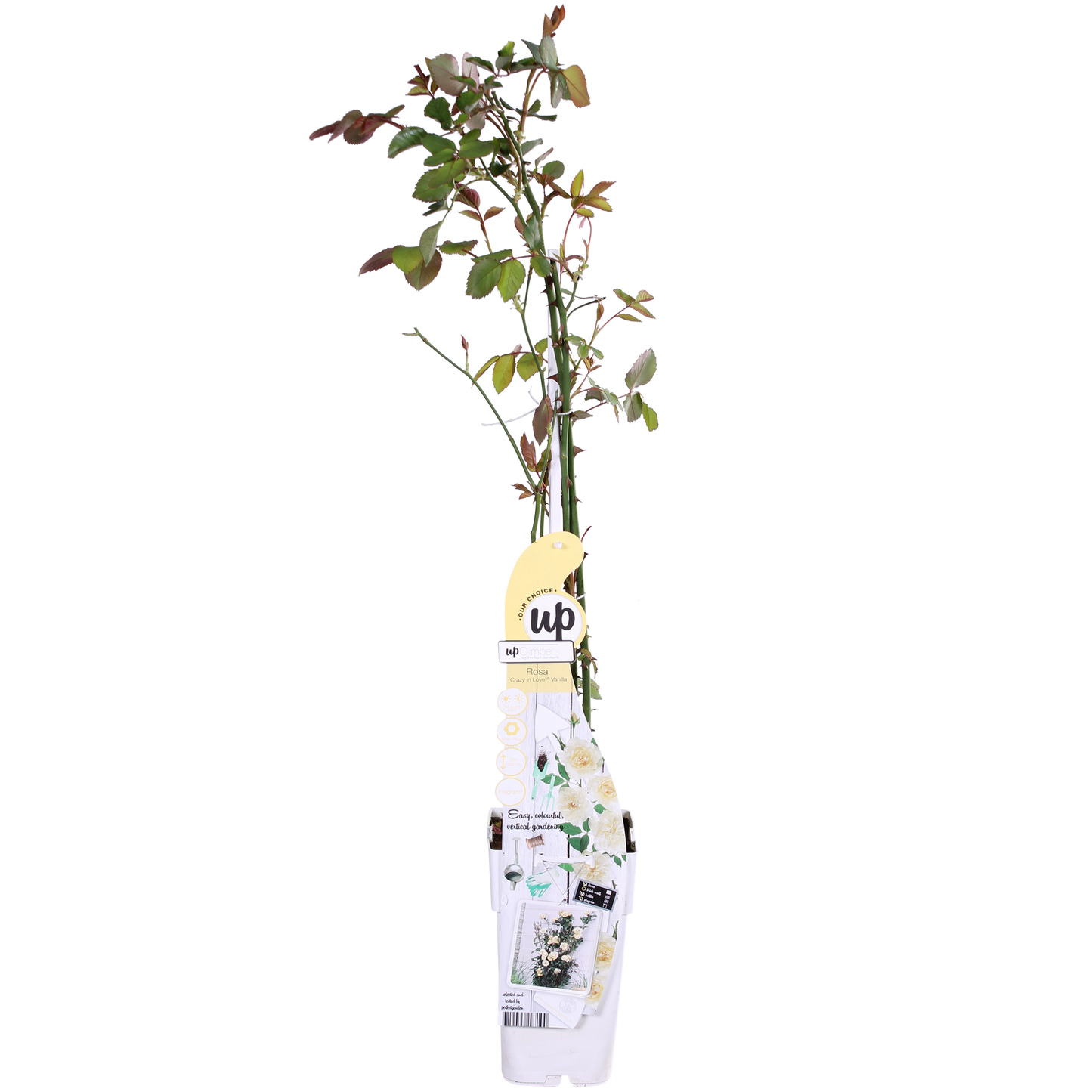 Rosa Crazy in love 'Vanilla' - Creme-Rose - Ø15cm - ↕65cm