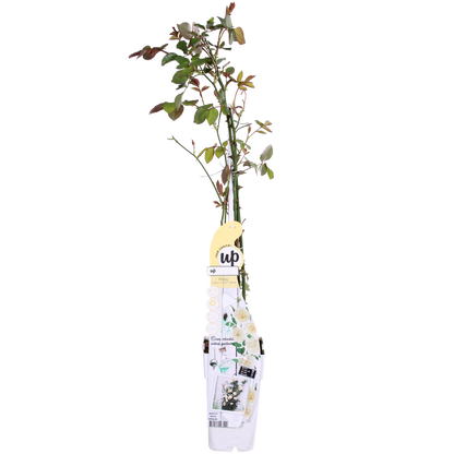 Rosa Crazy in love 'Vanilla' - Creme-Rose - Ø15cm - ↕65cm