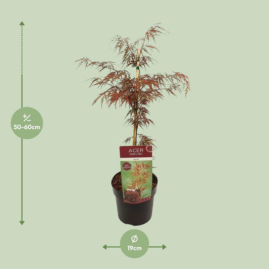 Dunkelroter Schlitzahorn - Acer palm. 'Garnet' - Ø19cm - ↕40cm