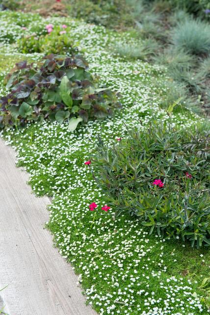 6x Sagina subulata - ↕10-25cm - Ø9cm