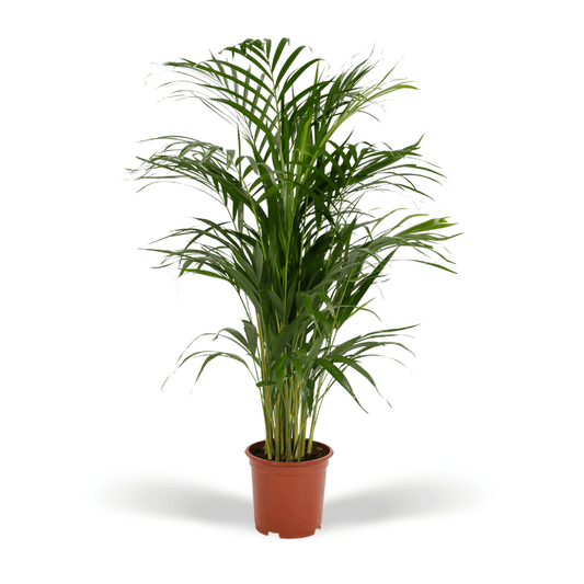 Zimmerpalme Areca-Palme - Ø17cm - ↕70cm