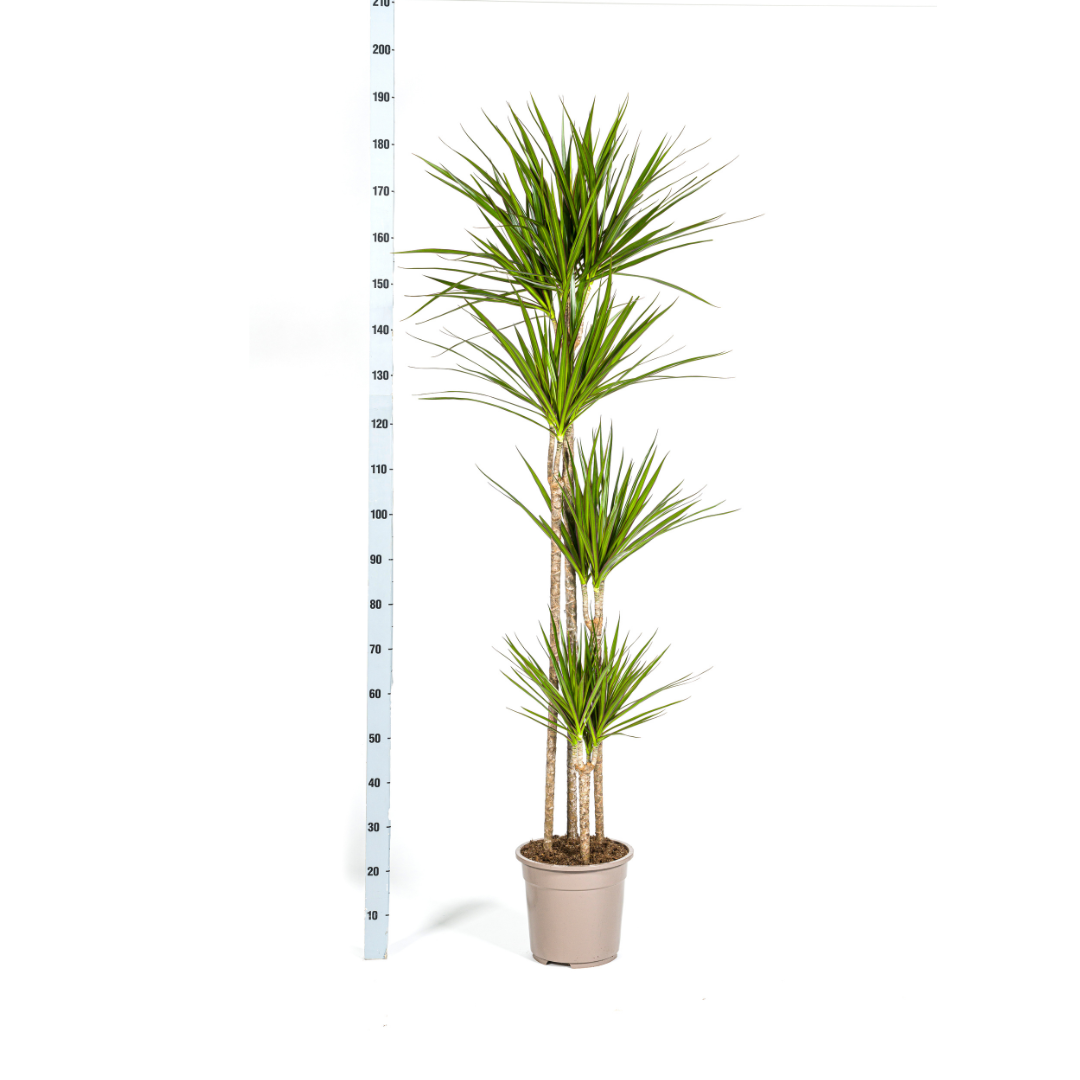 Drachenbaum - Dracaena Marginata Green Ø27cm - ↕170 - 190cm