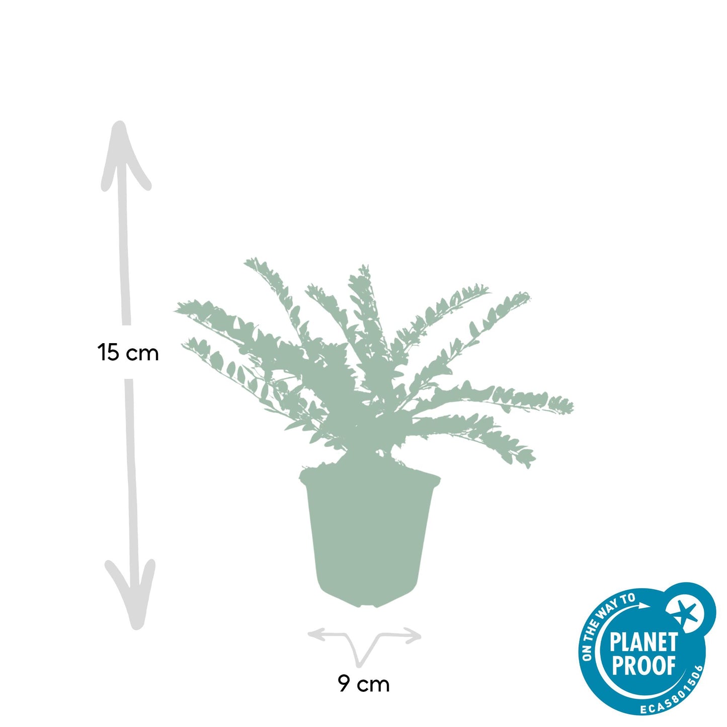 6x Heckenmyrte - Lonicera nit. 'Maigrün' - ↕10-25cm - Ø9cm