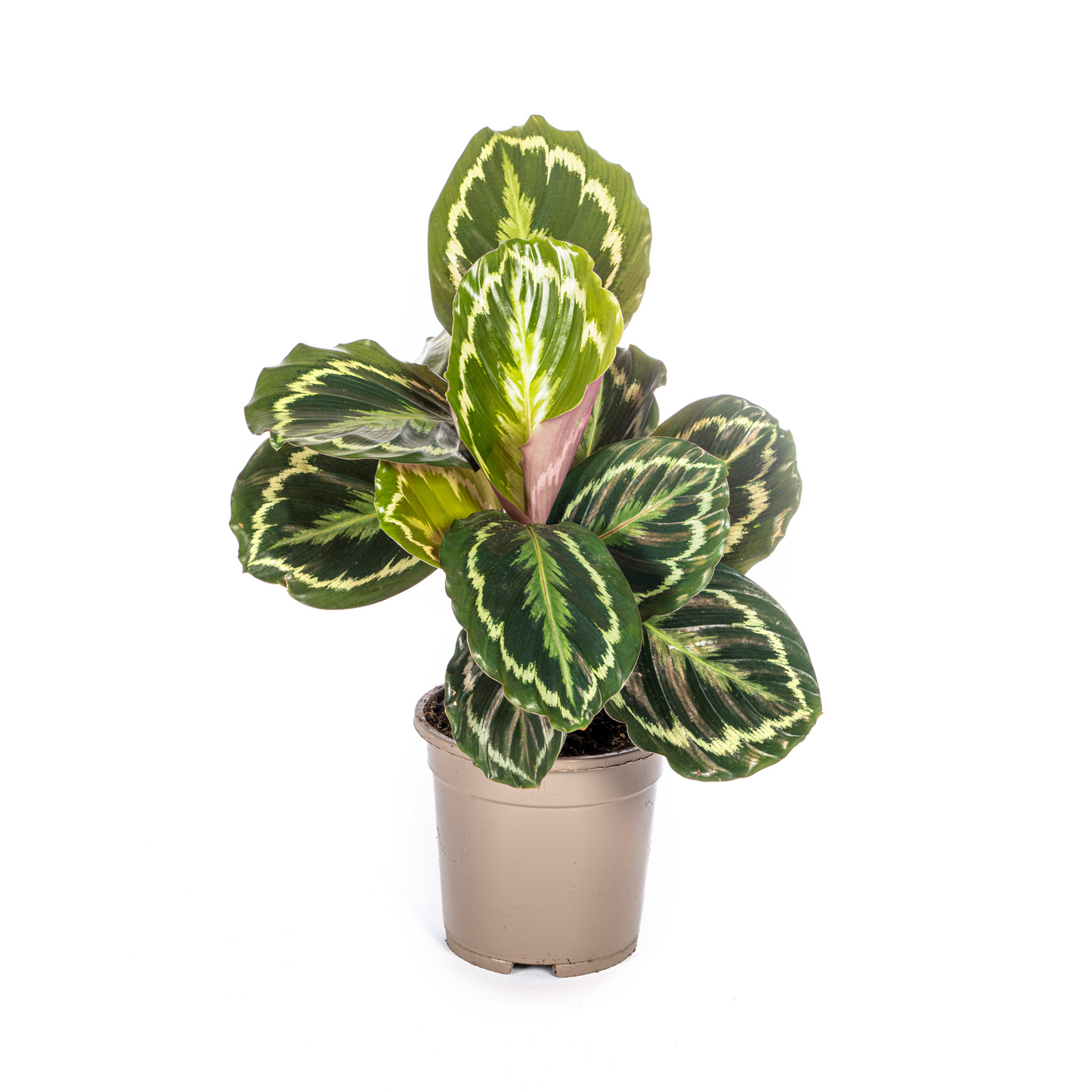 Korbmarante - Calathea Medallion - Ø17cm - ↕40 - 50cm