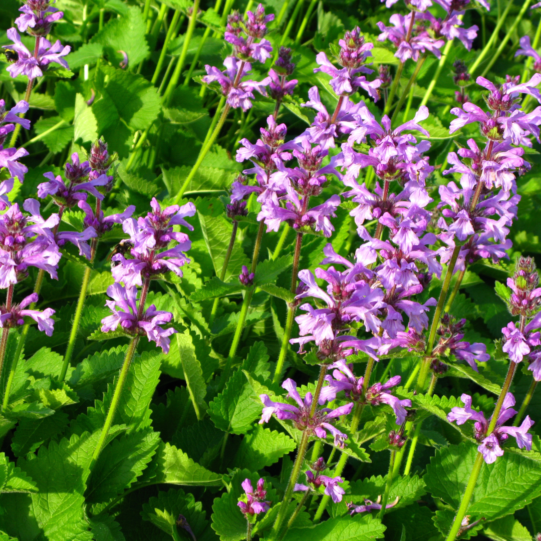 6x dichtblütiger Ziest - Stachys mon. 'Hummelo' - ↕10-25cm - Ø9cm