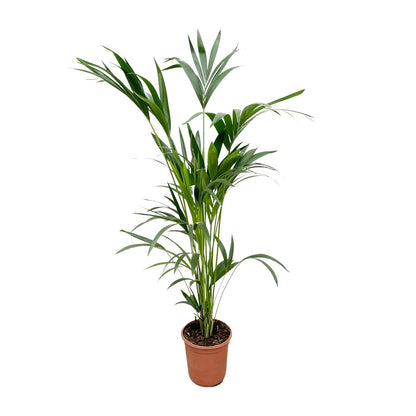 Kentia Palme - 160cm - Ø24