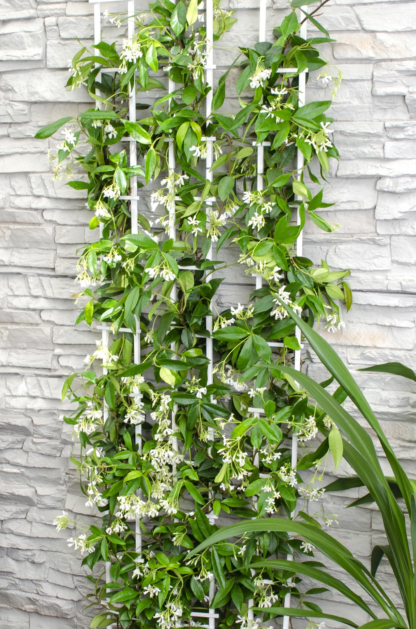 weißer Stern Jasmin - Trachelospermum 'Star of Venice' - Ø15cm - ↕65cm