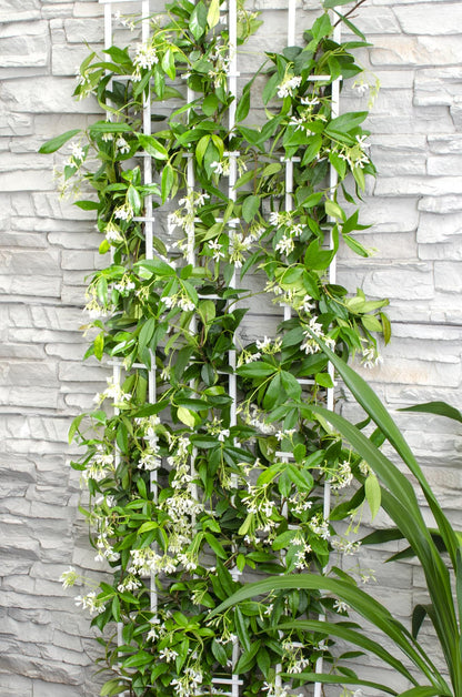 weißer Stern Jasmin - Trachelospermum 'Star of Venice' - Ø15cm - ↕65cm