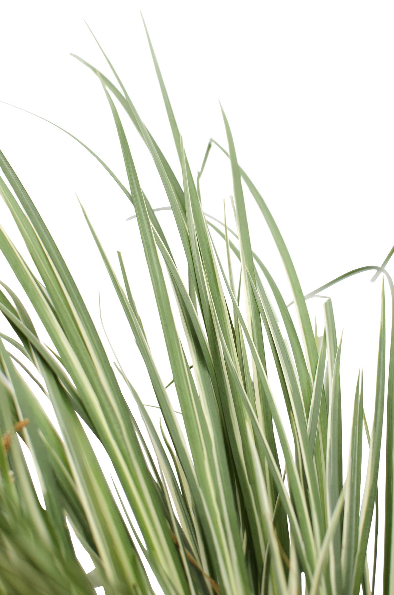 Acorus gramineus 'Argenteostriatus' - Ø14cm - ↕30cm