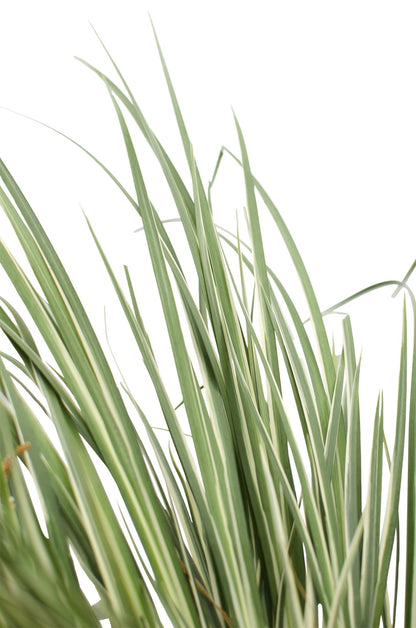 Acorus gramineus 'Argenteostriatus' - Ø14cm - ↕30cm