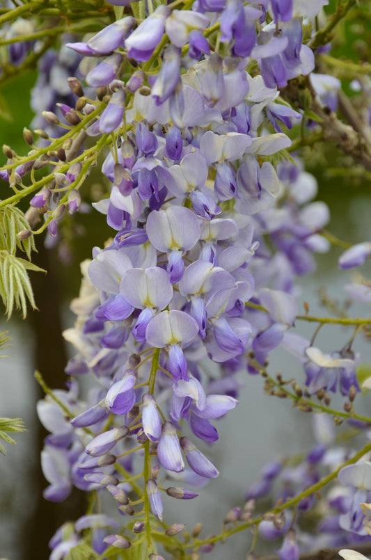 Blauregen - Wisteria sinensis Caroline - Purpurner Regen - Ø15cm - ↕65cm