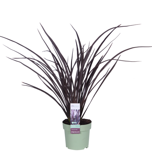 Phormium 'Rubra Nana' - Ø14cm - ↕50cm