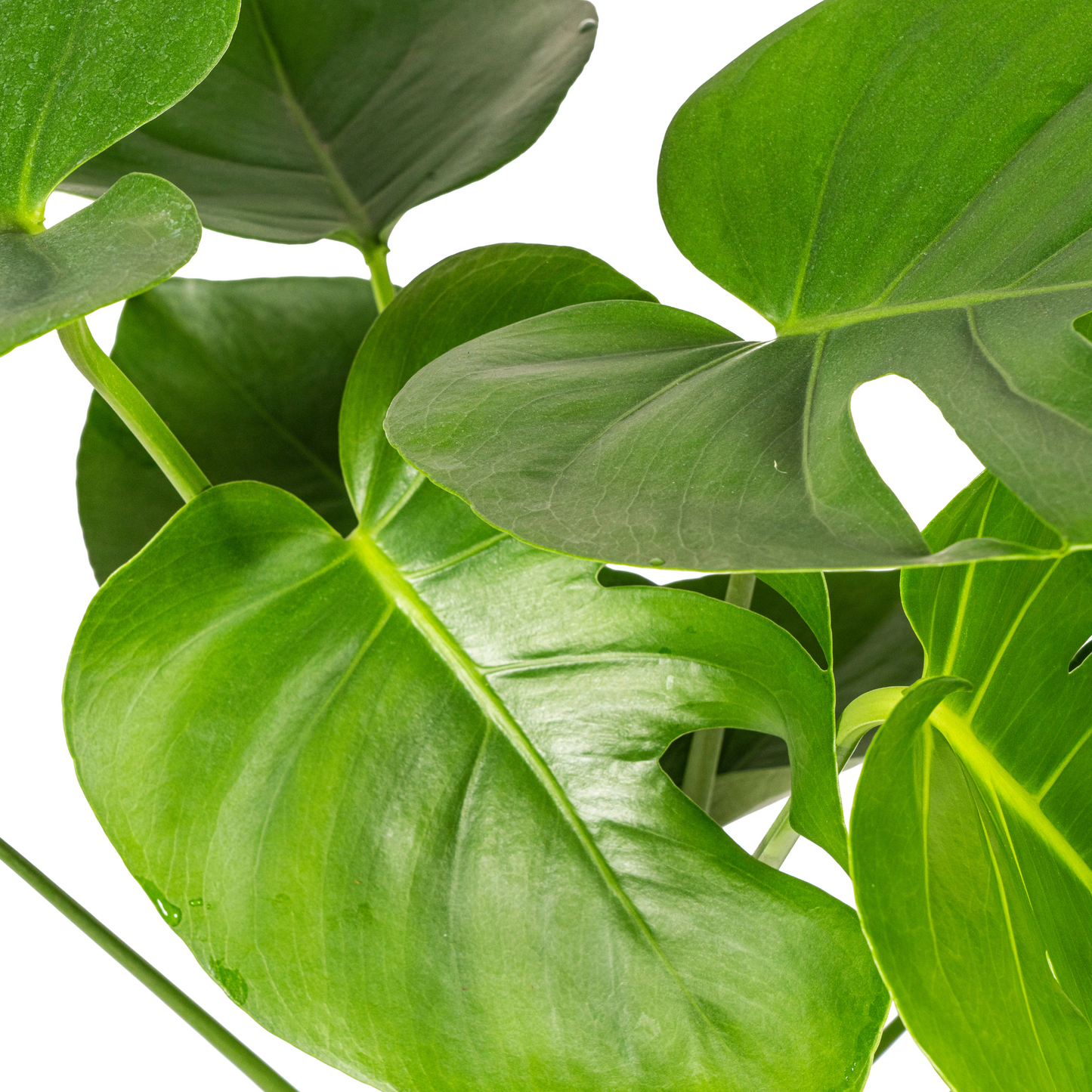 Monstera Deliciosa Tauerii Ø19cm - ↕70 - 90cm