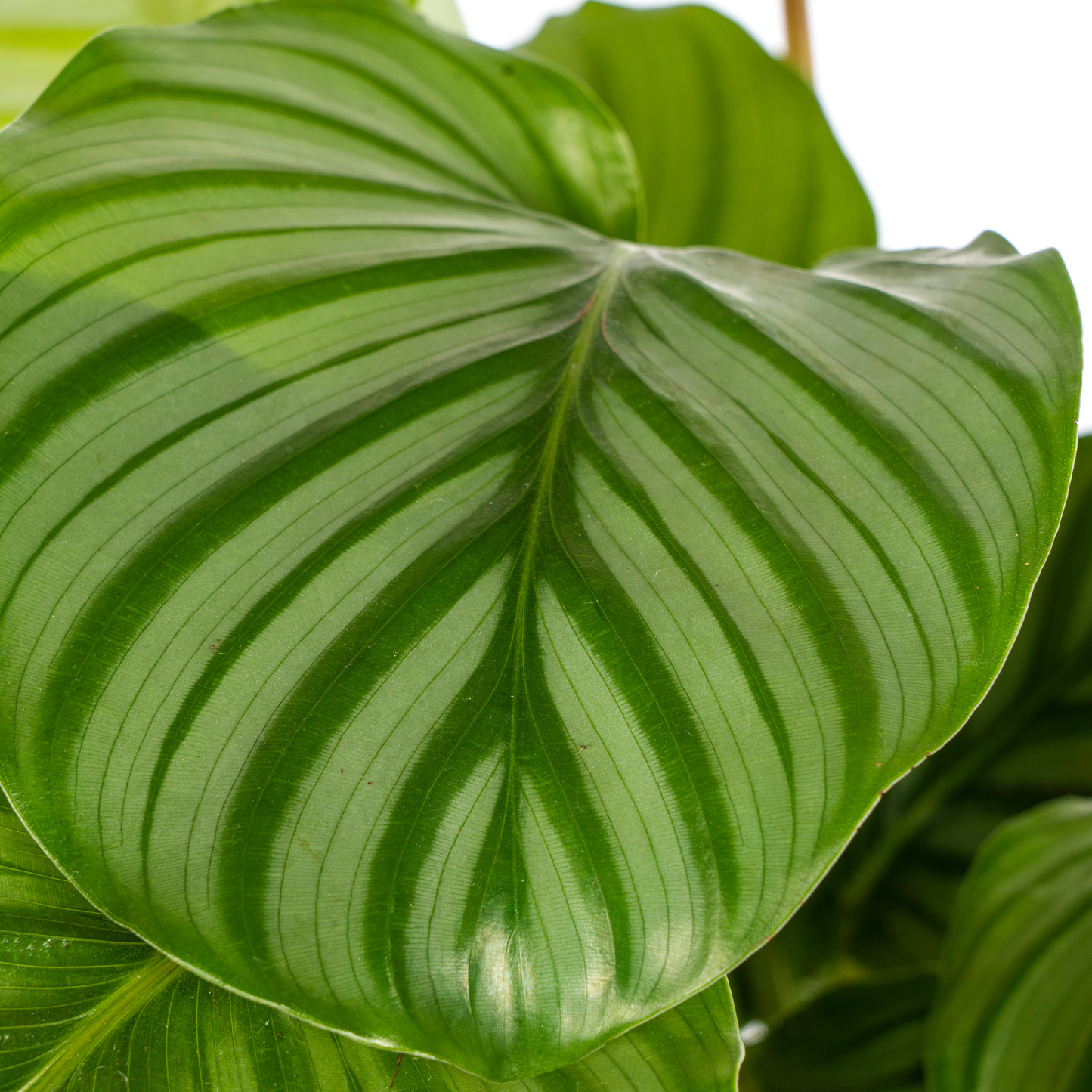 Korbmarante - Calathea Orbifolia - Ø17cm - ↕40 - 50cm