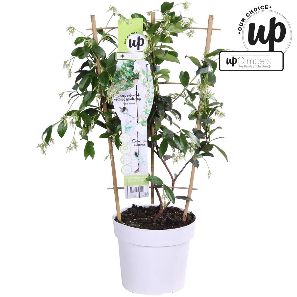 weißer Stern Jasmin - Trachelospermum 'Star of Venice' - Ø15cm - ↕65cm