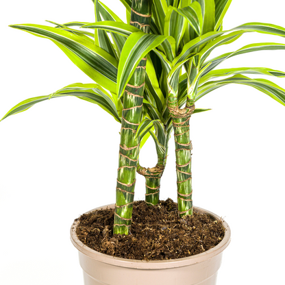 Drachenbaum - Dracaena Deremensis Lemon Lime Ø21cm - ↕90 - 110cm
