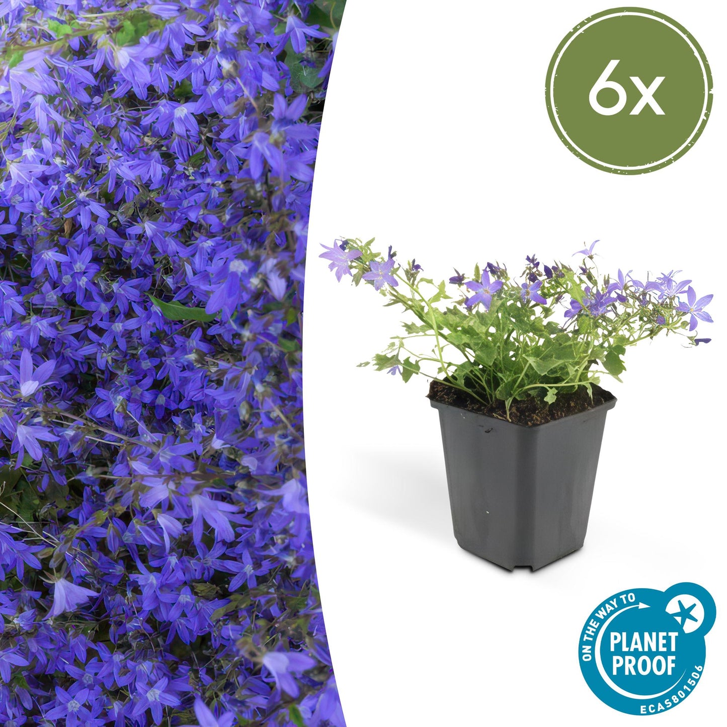 6x Campanula poscharskyana 'Stella' - ↕10-25cm - Ø9cm