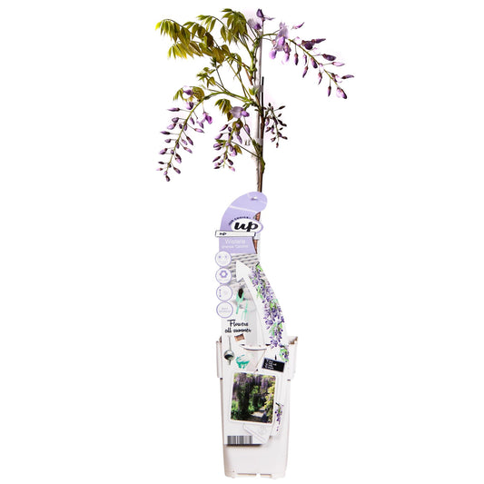 Blauregen - Wisteria sinensis Caroline - Purpurner Regen - Ø15cm - ↕65cm
