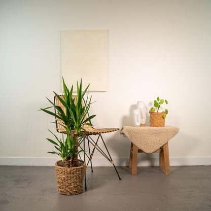 Palmlilie Yucca - Ø17cm - ↕90cm