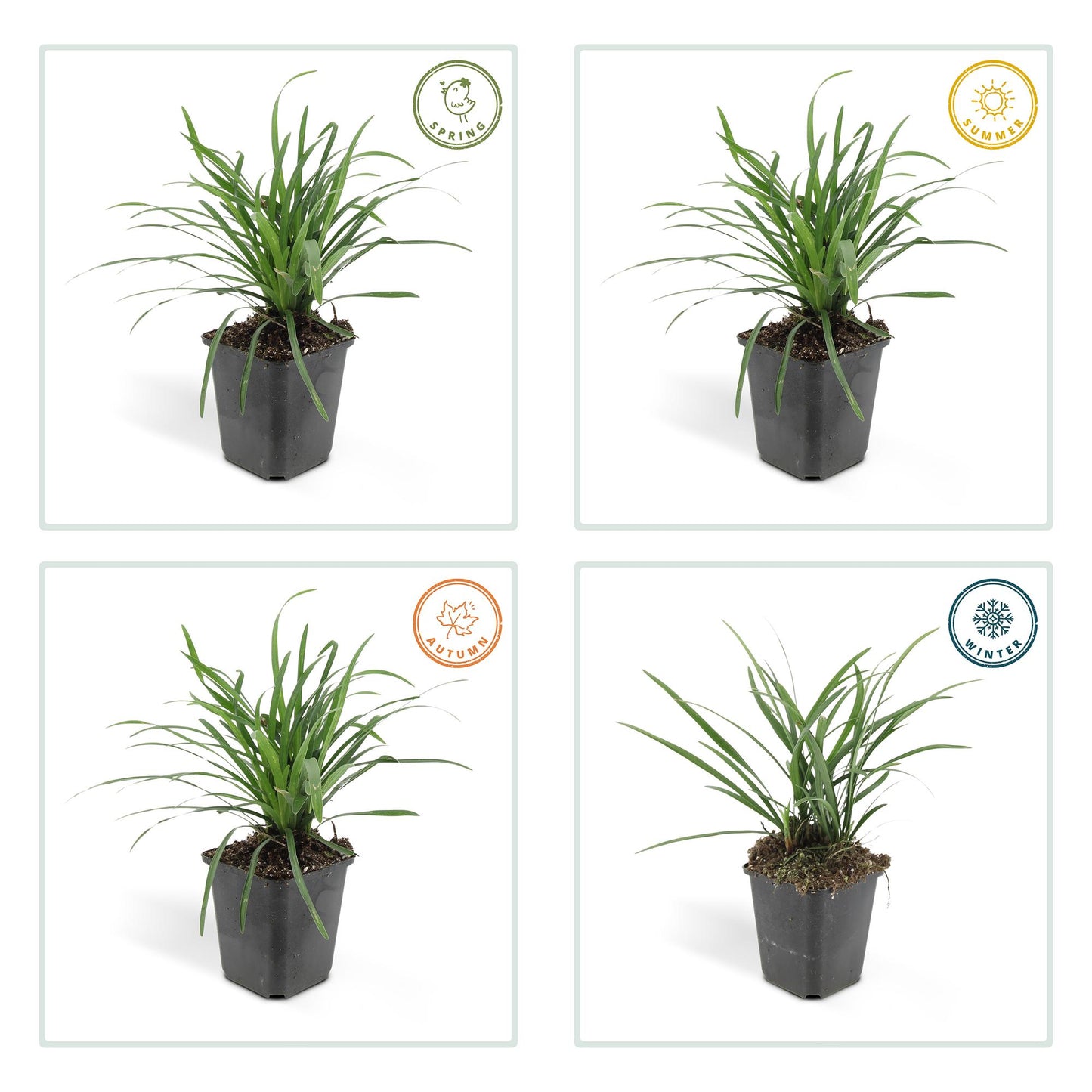 6x Liriope muscari 'Big Blue' - ↕10-25cm - Ø9cm