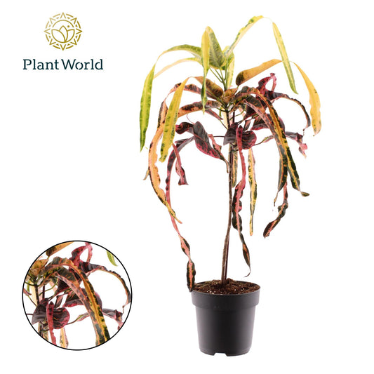 Croton Dreadlock - Ø19cm - ↕70cm