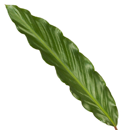 Korbmarante - Calathea Wavestar - 80 cm - Ø19cm