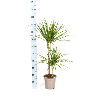 Drachenbaum - Dracaena Marginata Green Ø19cm - ↕70 - 90cm