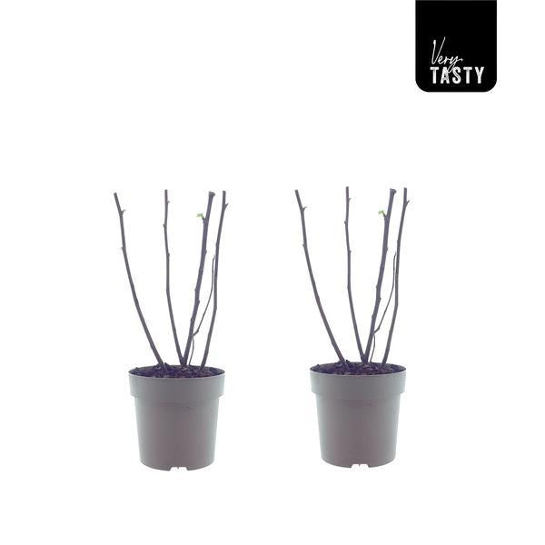 Feige Bornholm (15017) - 2 Stück - Ø15cm - ↕40cm