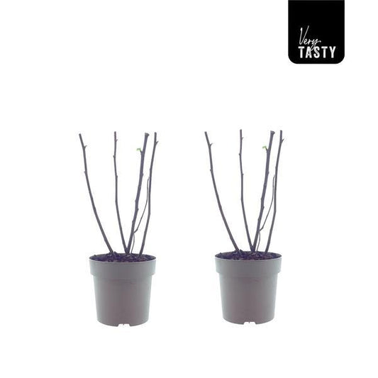 Feige Bornholm (15017) - 2 Stück - Ø15cm - ↕40cm