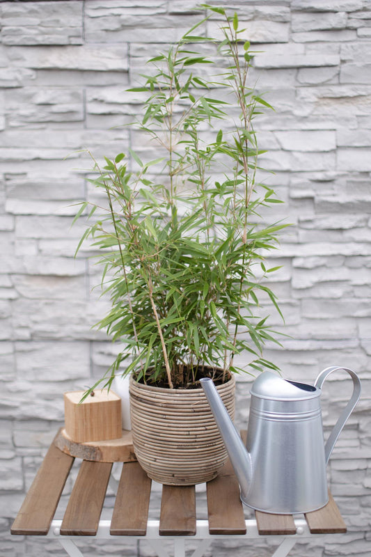 Fargesia rufa - Ø29cm - ↕80cm - Ø19 - ↨60cm