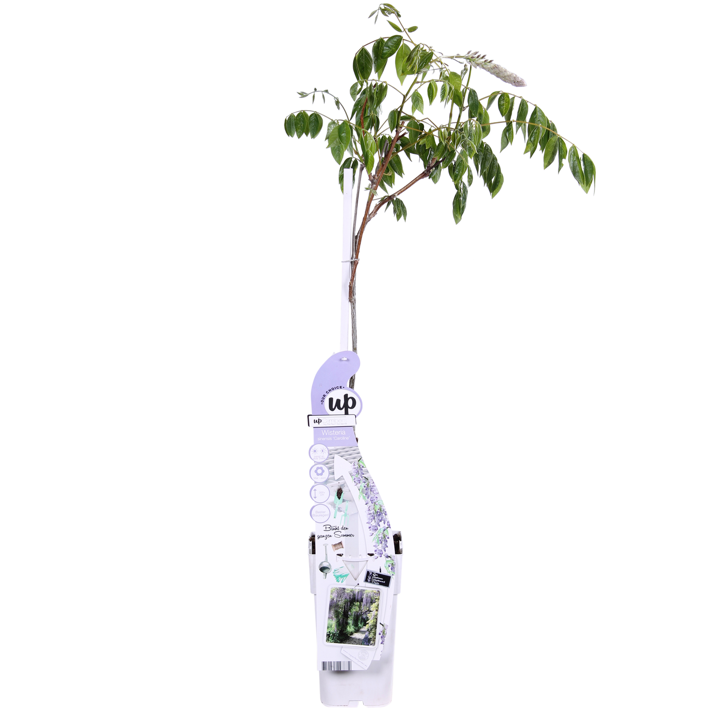 Blauregen - Wisteria sinensis Caroline - Purpurner Regen - Ø15cm - ↕65cm