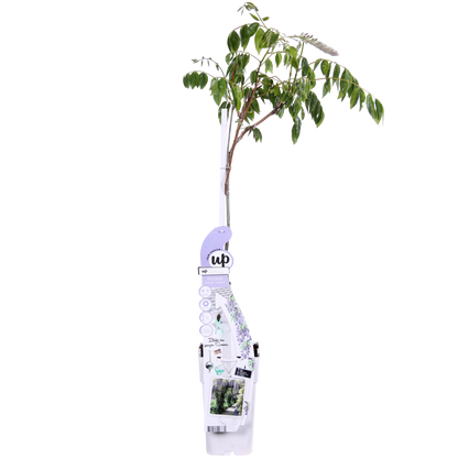 Blauregen - Wisteria sinensis Caroline - Purpurner Regen - Ø15cm - ↕65cm