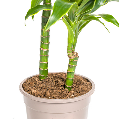 Drachenbaum - Dracaena Deremensis Dorado Ø19cm - ↕70 - 90cm